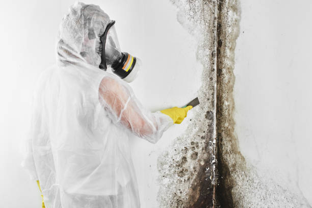 Best Fast Mold Removal  in St Gabriel, LA