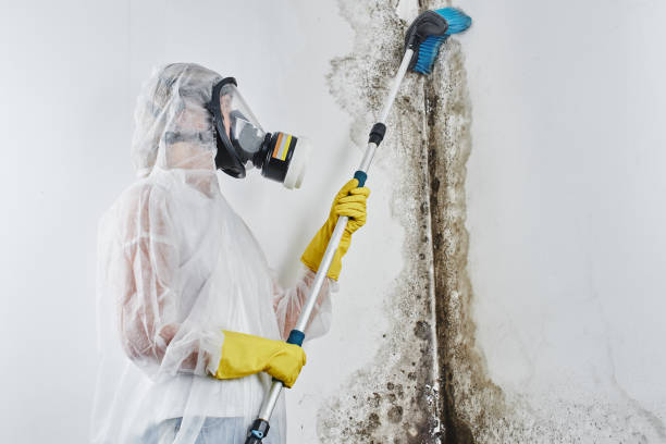 Best Crawl Space Mold Removal  in St Gabriel, LA