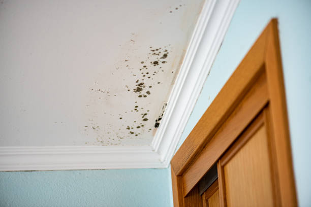 Best Mold Remediation Experts  in St Gabriel, LA