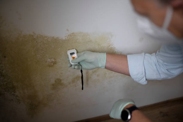 Reliable St Gabriel, LA Mold Removal Solutions