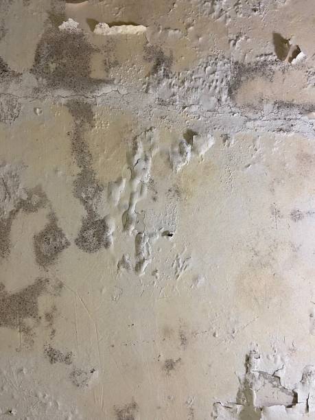 Best Commercial Mold Removal  in St Gabriel, LA