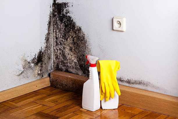 Best Residential Mold Removal  in St Gabriel, LA